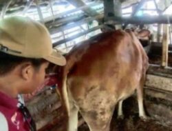 Pemkab Way Kanan Optimalkan Inseminasi Buatan Sapi Ternak11 Maret 2025 10:55
